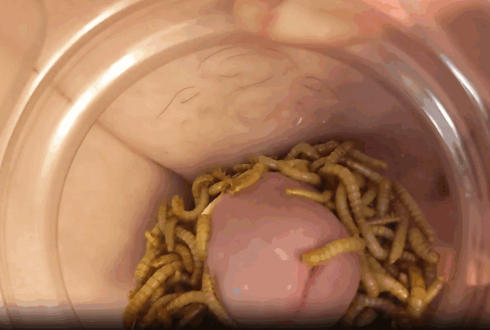 男子自慰时鸡巴爬满了蠕虫